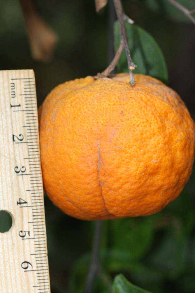            Fruit (Riverside, CA)   